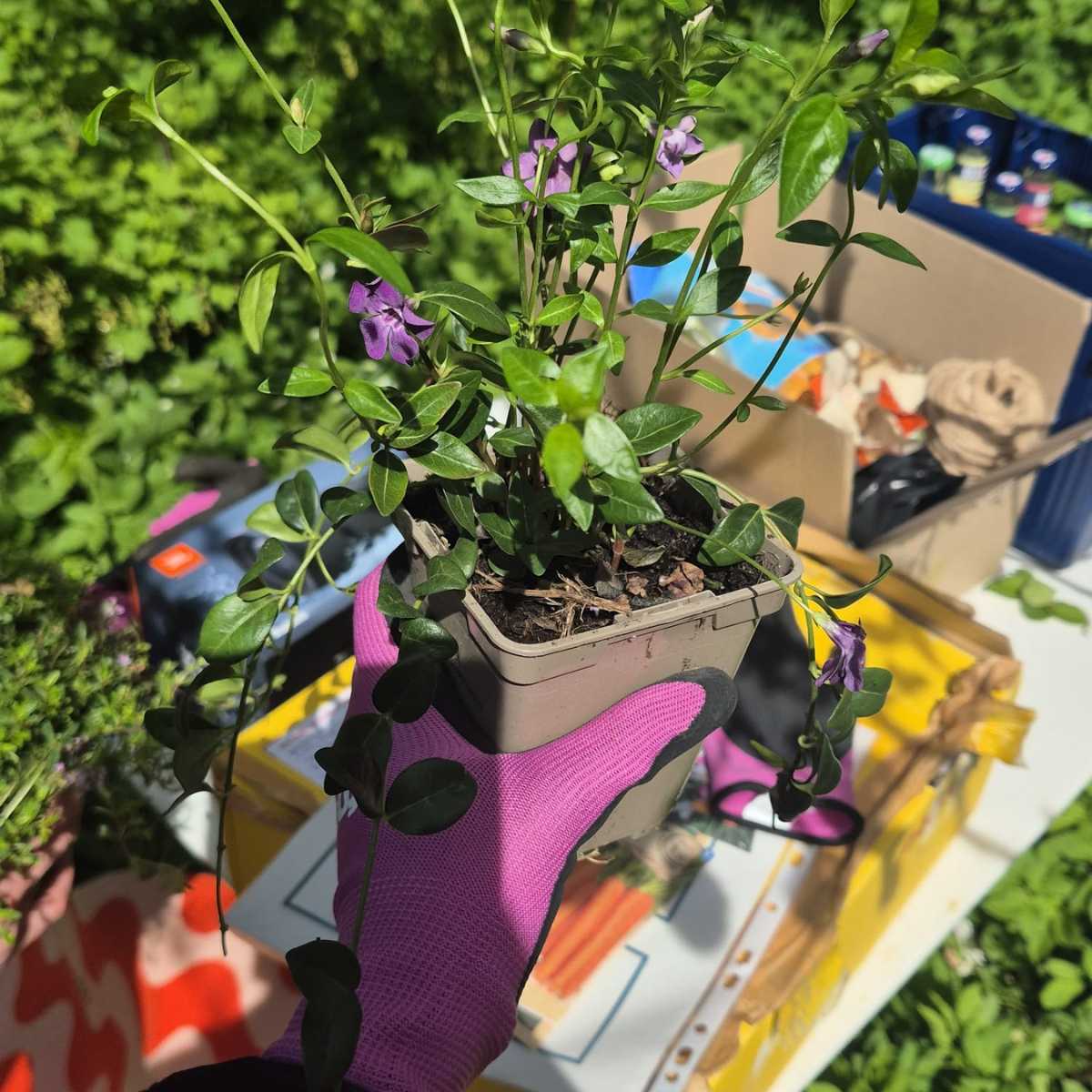 Eingetopfte Pflanze mit lila Blüten in Hand gehalten.