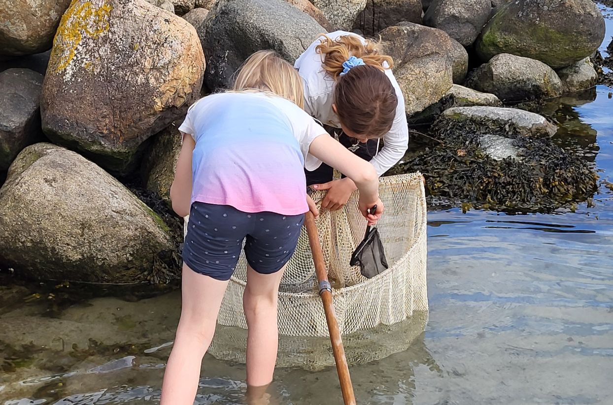 Kinder an der Ostsee erforschen den Meeresboden mit Netz.