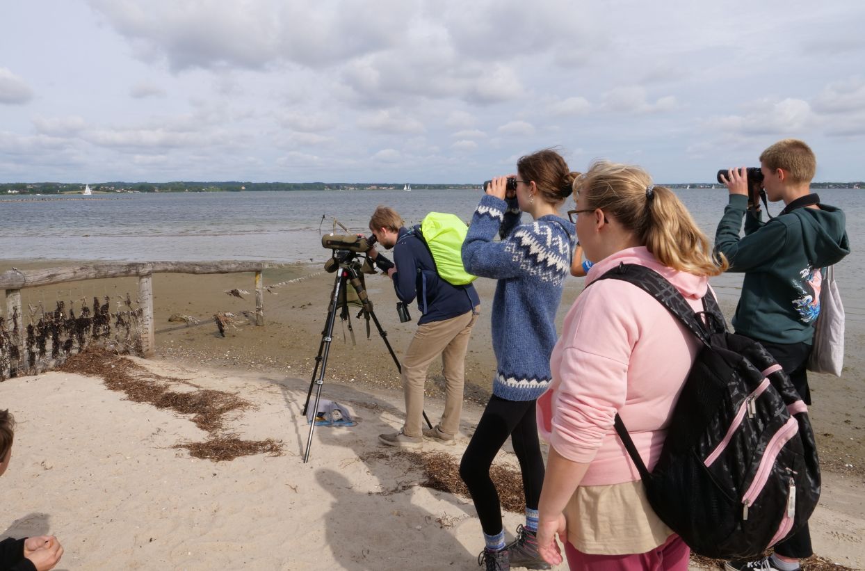 Gruppe beobachtet Vögel am Strand mit Ferngläsern.